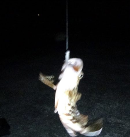 アジ　ガシラ　メッキ　アオリイカ